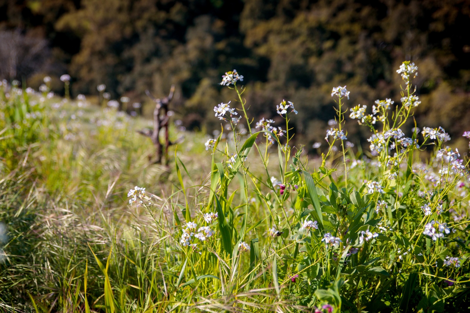 On-Farm Agricultural Water Stewardship Practices