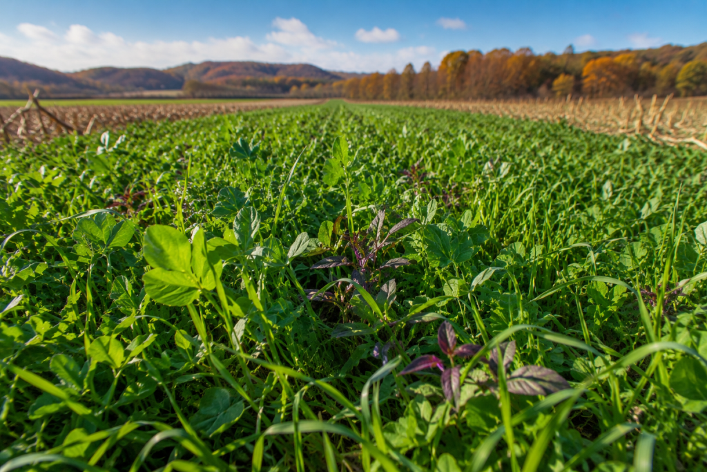 UC SAREP Cover Crop Database: Exploring Cover Crop Species for Healthier Soils